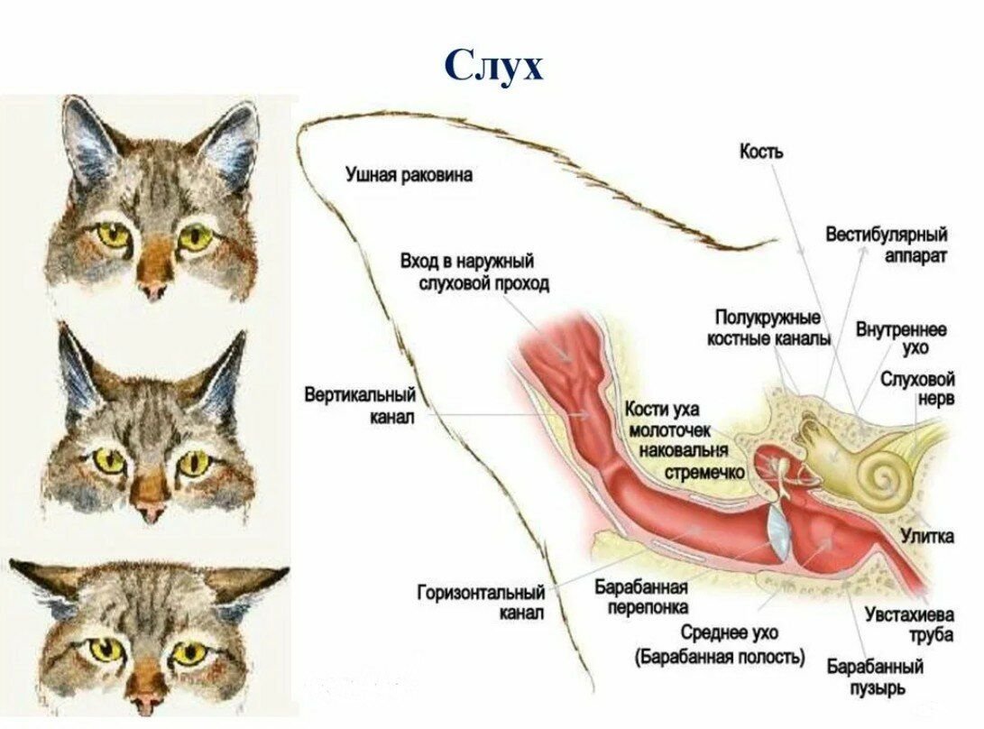 Диагностика отодектоза у кошачьих